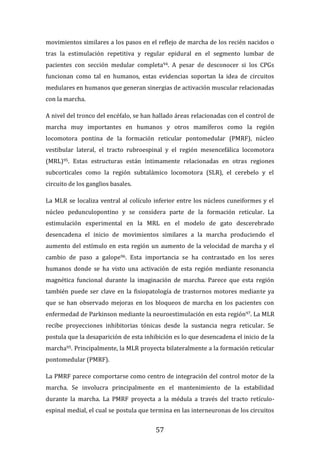 57
movimientos similares a los pasos en el reflejo de marcha de los recién nacidos o
tras la estimulación repetitiva y regular epidural en el segmento lumbar de
pacientes con sección medular completa94. A pesar de desconocer si los CPGs
funcionan como tal en humanos, estas evidencias soportan la idea de circuitos
medulares en humanos que generan sinergias de activación muscular relacionadas
con la marcha.
A nivel del tronco del encéfalo, se han hallado áreas relacionadas con el control de
marcha muy importantes en humanos y otros mamíferos como la región
locomotora pontina de la formación reticular pontomedular (PMRF), núcleo
vestibular lateral, el tracto rubroespinal y el región mesencefálica locomotora
(MRL)95. Estas estructuras están íntimamente relacionadas en otras regiones
subcorticales como la región subtalámico locomotora (SLR), el cerebelo y el
circuito de los ganglios basales.
La MLR se localiza ventral al colículo inferior entre los núcleos cuneiformes y el
núcleo pedunculopontino y se considera parte de la formación reticular. La
estimulación experimental en la MRL en el modelo de gato descerebrado
desencadena el inicio de movimientos similares a la marcha produciendo el
aumento del estímulo en esta región un aumento de la velocidad de marcha y el
cambio de paso a galope96. Esta importancia se ha contrastado en los seres
humanos donde se ha visto una activación de esta región mediante resonancia
magnética funcional durante la imaginación de marcha. Parece que esta región
también puede ser clave en la fisiopatología de trastornos motores mediante ya
que se han observado mejoras en los bloqueos de marcha en los pacientes con
enfermedad de Parkinson mediante la neuroestimulación en esta región97. La MLR
recibe proyecciones inhibitorias tónicas desde la sustancia negra reticular. Se
postula que la desaparición de esta inhibición es lo que desencadena el inicio de la
marcha95. Principalmente, la MLR proyecta bilateralmente a la formación reticular
pontomedular (PMRF).
La PMRF parece comportarse como centro de integración del control motor de la
marcha. Se involucra principalmente en el mantenimiento de la estabilidad
durante la marcha. La PMRF proyecta a la médula a través del tracto retículo-
espinal medial, el cual se postula que termina en las interneuronas de los circuitos
 