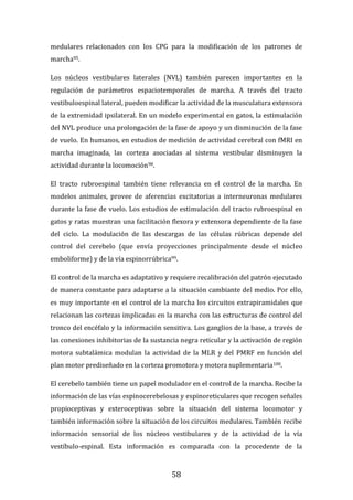 58
medulares relacionados con los CPG para la modificación de los patrones de
marcha95.
Los núcleos vestibulares laterales (NVL) también parecen importantes en la
regulación de parámetros espaciotemporales de marcha. A través del tracto
vestibuloespinal lateral, pueden modificar la actividad de la musculatura extensora
de la extremidad ipsilateral. En un modelo experimental en gatos, la estimulación
del NVL produce una prolongación de la fase de apoyo y un disminución de la fase
de vuelo. En humanos, en estudios de medición de actividad cerebral con fMRI en
marcha imaginada, las corteza asociadas al sistema vestibular disminuyen la
actividad durante la locomoción98.
El tracto rubroespinal también tiene relevancia en el control de la marcha. En
modelos animales, provee de aferencias excitatorias a interneuronas medulares
durante la fase de vuelo. Los estudios de estimulación del tracto rubroespinal en
gatos y ratas muestran una facilitación flexora y extensora dependiente de la fase
del ciclo. La modulación de las descargas de las células rúbricas depende del
control del cerebelo (que envía proyecciones principalmente desde el núcleo
emboliforme) y de la vía espinorrúbrica99.
El control de la marcha es adaptativo y requiere recalibración del patrón ejecutado
de manera constante para adaptarse a la situación cambiante del medio. Por ello,
es muy importante en el control de la marcha los circuitos extrapiramidales que
relacionan las cortezas implicadas en la marcha con las estructuras de control del
tronco del encéfalo y la información sensitiva. Los ganglios de la base, a través de
las conexiones inhibitorias de la sustancia negra reticular y la activación de región
motora subtalámica modulan la actividad de la MLR y del PMRF en función del
plan motor prediseñado en la corteza promotora y motora suplementaria100.
El cerebelo también tiene un papel modulador en el control de la marcha. Recibe la
información de las vías espinocerebelosas y espinoreticulares que recogen señales
propioceptivas y exteroceptivas sobre la situación del sistema locomotor y
también información sobre la situación de los circuitos medulares. También recibe
información sensorial de los núcleos vestibulares y de la actividad de la vía
vestíbulo-espinal. Esta información es comparada con la procedente de la
 