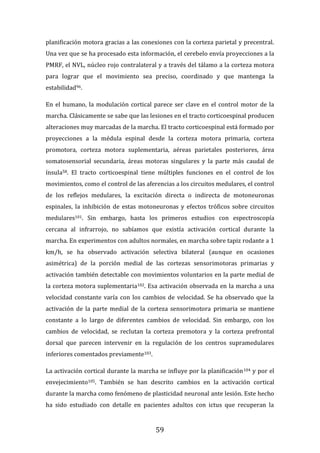 59
planificación motora gracias a las conexiones con la corteza parietal y precentral.
Una vez que se ha procesado esta información, el cerebelo envía proyecciones a la
PMRF, el NVL, núcleo rojo contralateral y a través del tálamo a la corteza motora
para lograr que el movimiento sea preciso, coordinado y que mantenga la
estabilidad96.
En el humano, la modulación cortical parece ser clave en el control motor de la
marcha. Clásicamente se sabe que las lesiones en el tracto corticoespinal producen
alteraciones muy marcadas de la marcha. El tracto corticoespinal está formado por
proyecciones a la médula espinal desde la corteza motora primaria, corteza
promotora, corteza motora suplementaria, aéreas parietales posteriores, área
somatosensorial secundaria, áreas motoras singulares y la parte más caudal de
ínsula58. El tracto corticoespinal tiene múltiples funciones en el control de los
movimientos, como el control de las aferencias a los circuitos medulares, el control
de los reflejos medulares, la excitación directa o indirecta de motoneuronas
espinales, la inhibición de estas motoneuronas y efectos tróficos sobre circuitos
medulares101. Sin embargo, hasta los primeros estudios con espectroscopía
cercana al infrarrojo, no sabíamos que existía activación cortical durante la
marcha. En experimentos con adultos normales, en marcha sobre tapiz rodante a 1
km/h, se ha observado activación selectiva bilateral (aunque en ocasiones
asimétrica) de la porción medial de las cortezas sensorimotoras primarias y
activación también detectable con movimientos voluntarios en la parte medial de
la corteza motora suplementaria102. Esa activación observada en la marcha a una
velocidad constante varía con los cambios de velocidad. Se ha observado que la
activación de la parte medial de la corteza sensorimotora primaria se mantiene
constante a lo largo de diferentes cambios de velocidad. Sin embargo, con los
cambios de velocidad, se reclutan la corteza premotora y la corteza prefrontal
dorsal que parecen intervenir en la regulación de los centros supramedulares
inferiores comentados previamente103.
La activación cortical durante la marcha se influye por la planificación104 y por el
envejecimiento105. También se han descrito cambios en la activación cortical
durante la marcha como fenómeno de plasticidad neuronal ante lesión. Este hecho
ha sido estudiado con detalle en pacientes adultos con ictus que recuperan la
 