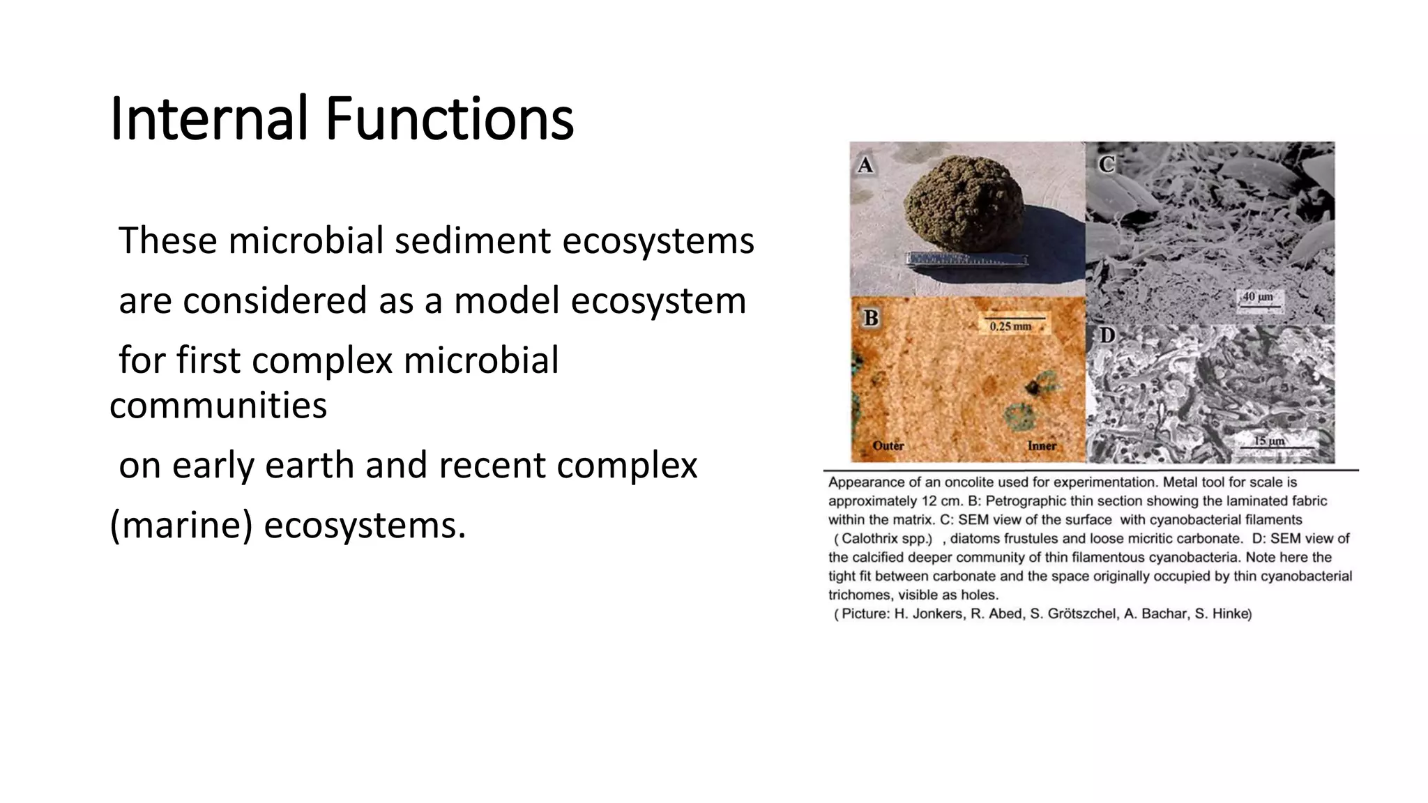 Formation Structure and Internal Functions of Microbial mats And