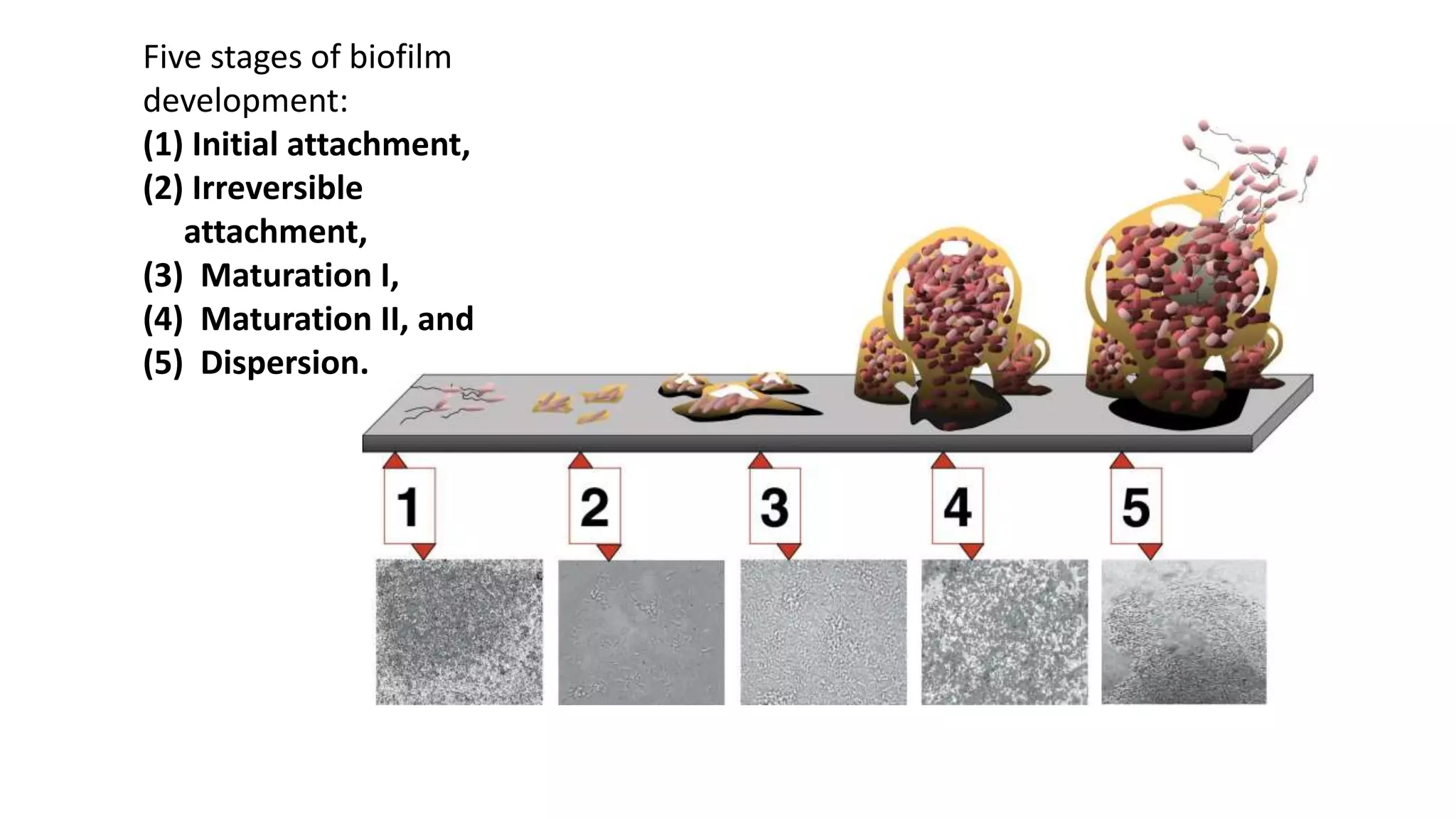 Formation Structure and Internal Functions of Microbial mats And