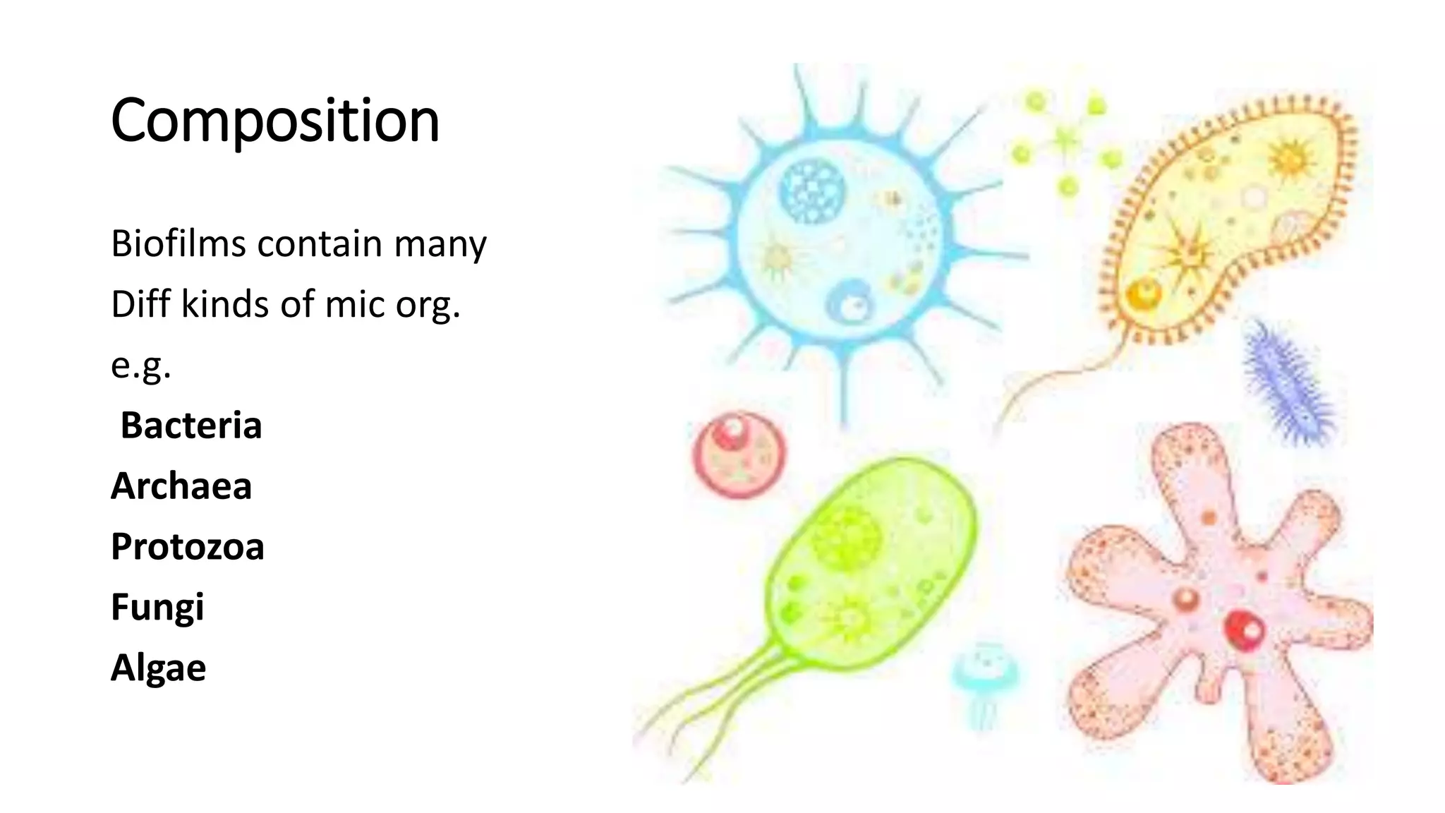 Formation Structure and Internal Functions of Microbial mats And