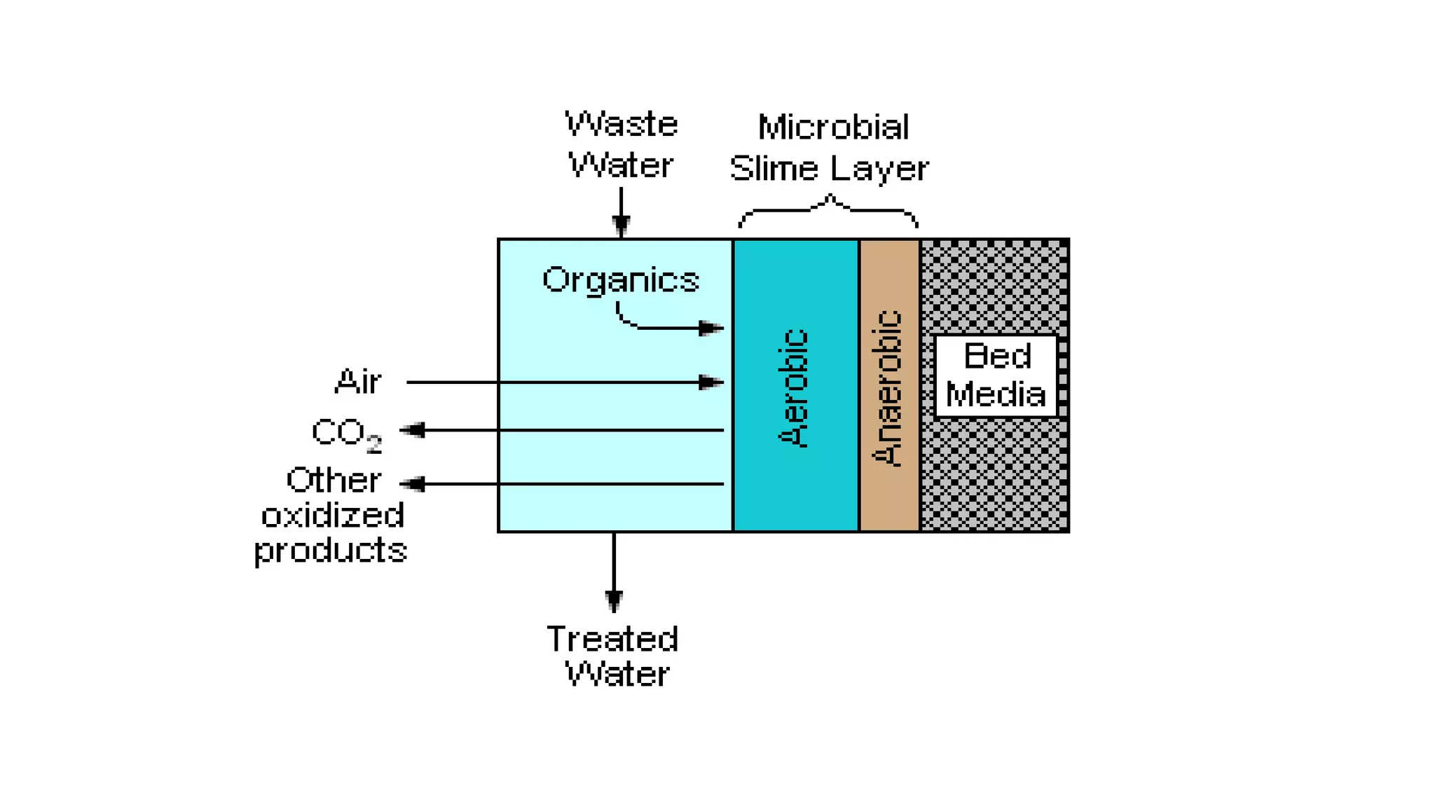 Formation Structure and Internal Functions of Microbial mats And
