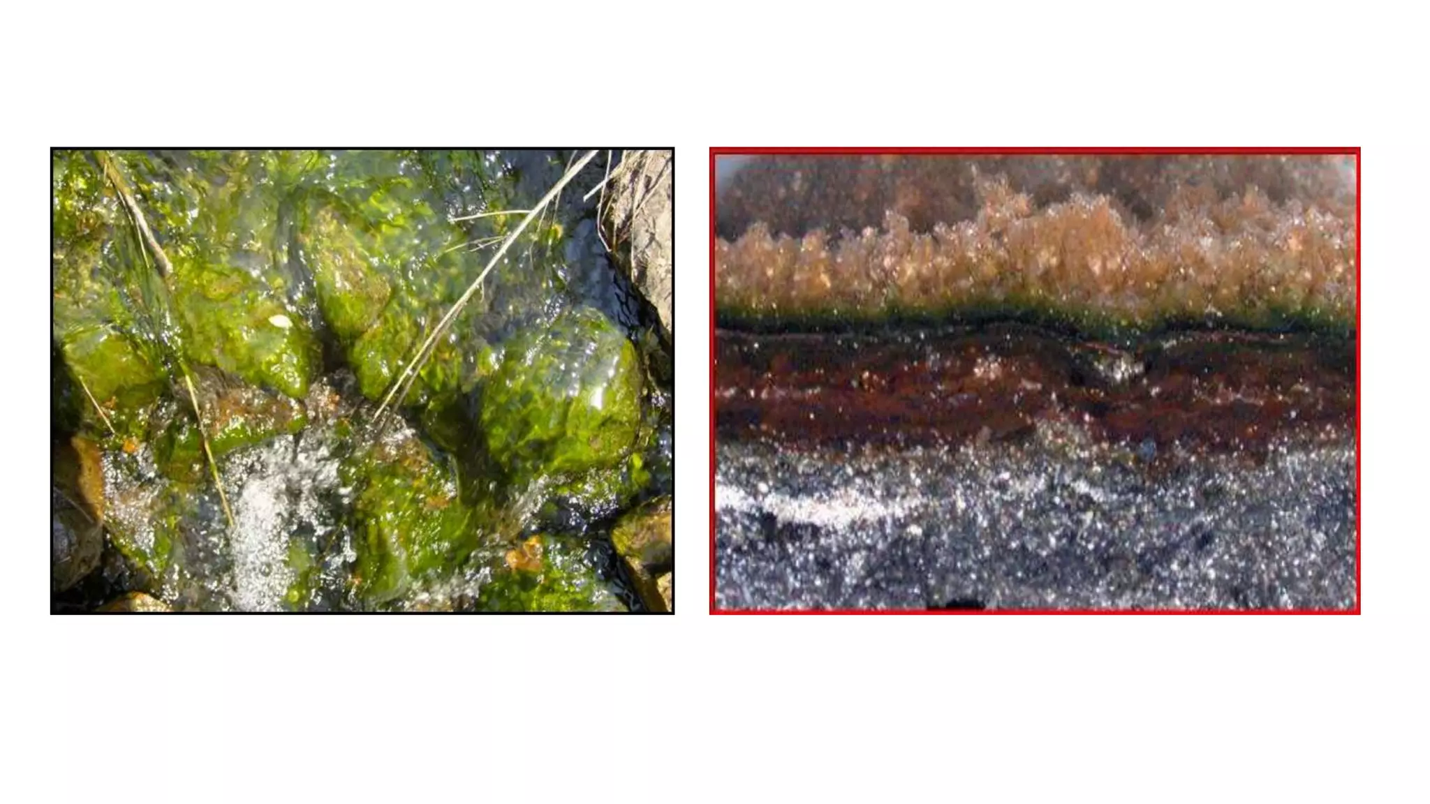 Formation Structure and Internal Functions of Microbial mats And
