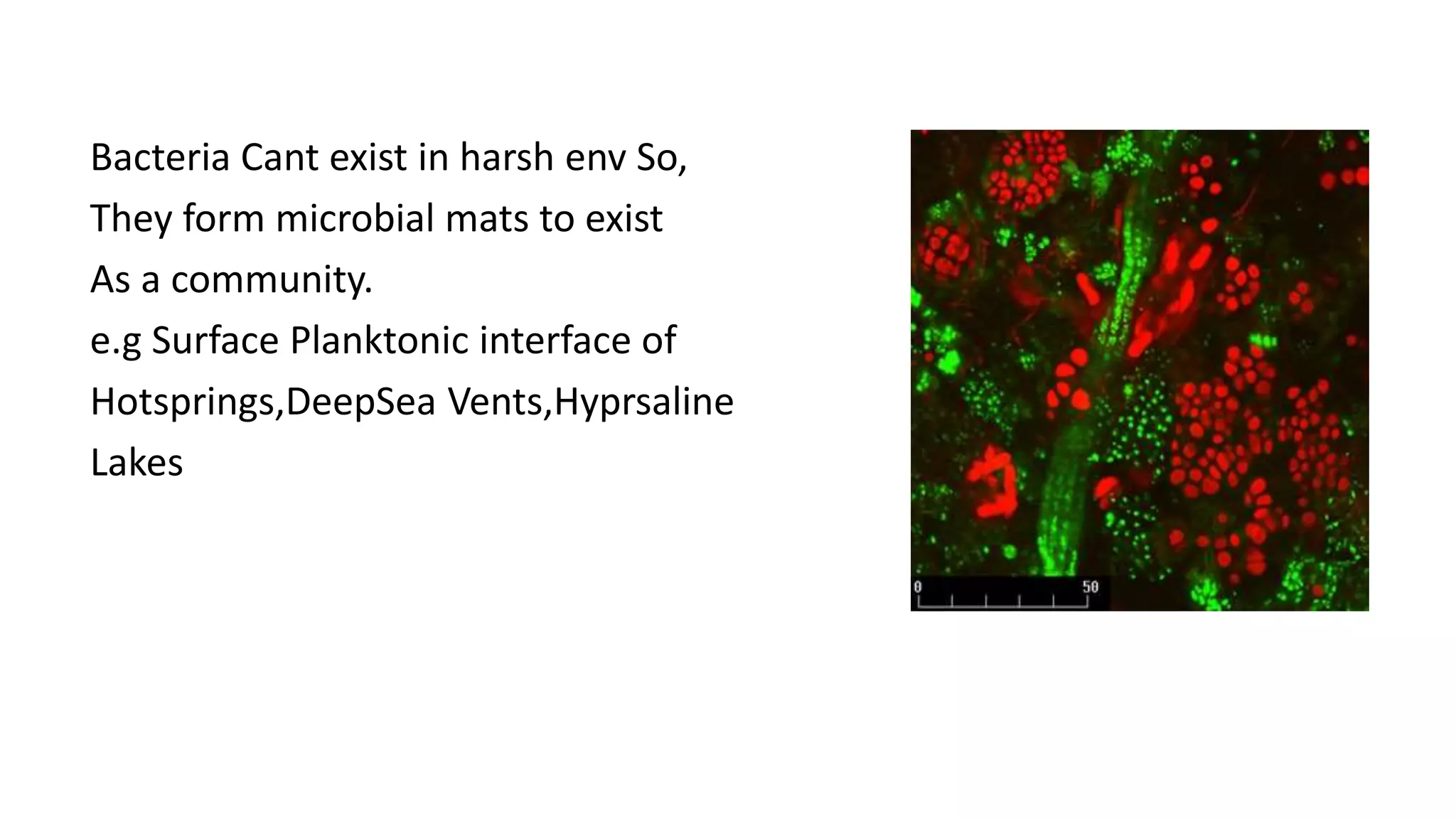 Formation Structure and Internal Functions of Microbial mats And