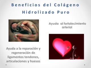 B e n e f i c i o s d e l C o l á g e n o H i d r o l i z a d o P u r o 
Ayuda a la reparación y regeneración de ligamentos tendones, articulaciones y huesos 
Ayuda al fortalecimiento arterial 
 