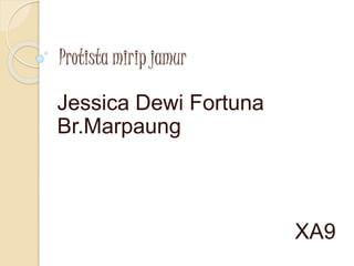 Protista mirip jamur
Jessica Dewi Fortuna
Br.Marpaung
XA9
 