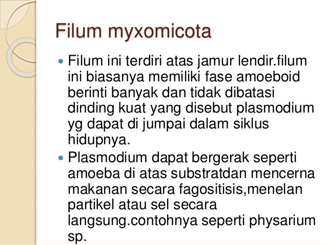 Protista Mirip Jamur