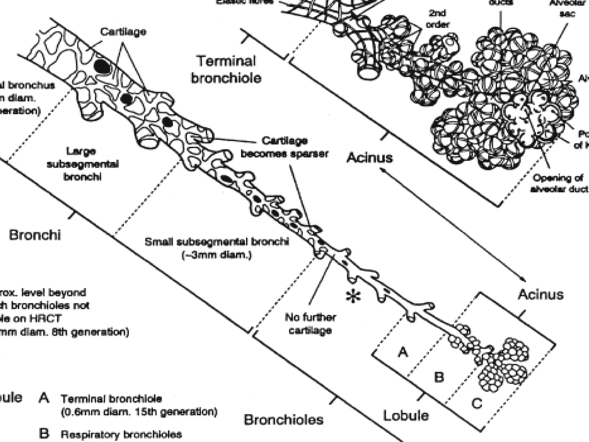 Department of Pulmonary Medicine
 