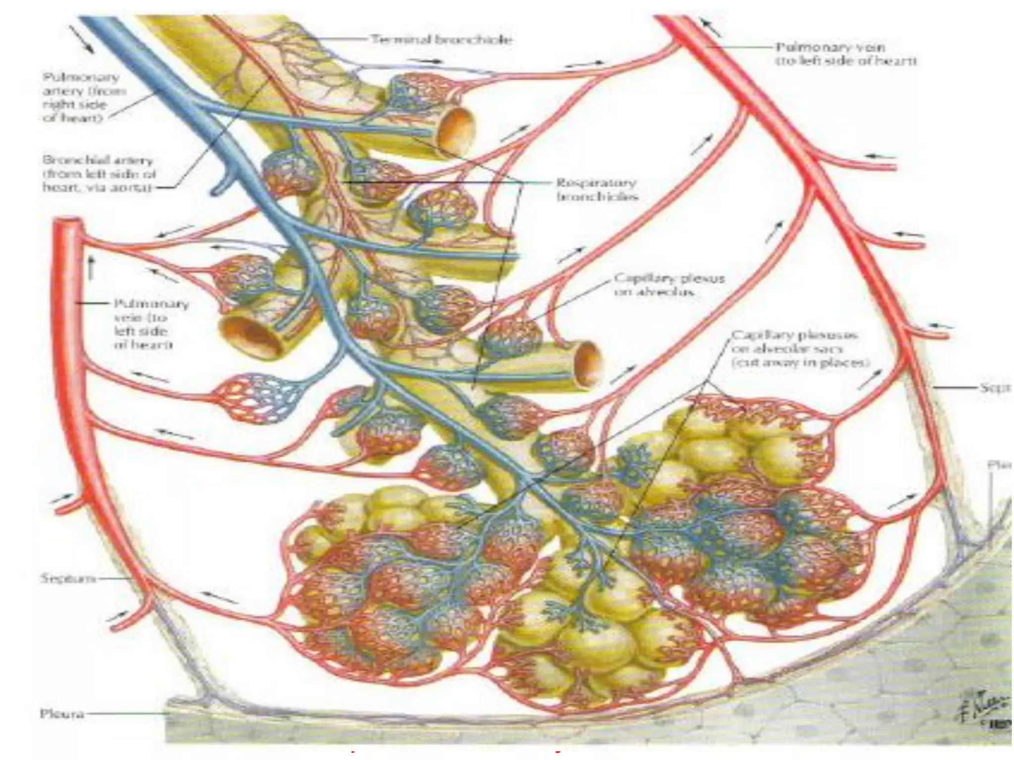 Department of Pulmonary Medicine
 