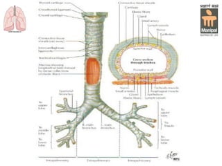 Department of Pulmonary Medicine
 