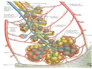 Department of Pulmonary Medicine
 