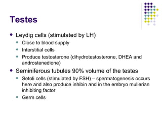 Testes Leydig cells (stimulated by LH) Close to blood supply Interstitial cells Produce testosterone (dihydrotestosterone, DHEA and androstenedione) Seminiferous tubules 90% volume of the testes Setoli cells (stimulated by FSH) – spermatogenesis occurs here and also produce inhibin and in the embryo mullerian inhibiting factor Germ cells  