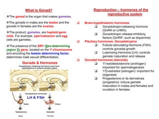 What is Gonad?
The gonad is the organ that makes gametes.
The gonads in males are the testes and the
gonads in females are the ovaries.
The product, gametes, are haploid germ
cells. For example, spermatozoon and egg
cells are gametes.
The presence of the SRY (Sex-determining
region Y) gene, located on the Y chromosome
and encoding the testeis determining factor,
determines male sexual differentiation.
Reproduction – hormones of the
reproductive system
 Brain-hypothalamic hormones
 Gonadotropin-releasing hormone
(GnRH or LHRH).
 Gonadotropin release-inhibitory
factors (GnRIF; such as dopamine)
 Pituitary hormones: Gonadotropins
 Follicle-stimulating Hormone (FSH):
controls gonadal growth
 Luteinizing Hormone (LH): controls
gamete maturation and release
 Gonadal hormones (steroids)
 11-ketotestosterone (androgen):
important for spermatogenesis
 17-estradiol (estrogen): important for
oogenesis
 Progesterone or its derivatives
(progestins): induce gamete
maturation in males and females and
ovulation in females
Gonads & Hormones
 