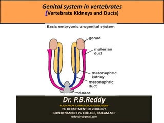 Genital system in vertebrates
(Vertebrate Kidneys and Ducts)
Dr. P.B.Reddy
M.Sc,M.Phil,Ph.D, FIMRF,FICER,FSLSc,FISZS,FISQEM
PG DEPARTMENT OF ZOOLOGY
GOVERTNAMENT PG COLLEGE, RATLAM.M.P
reddysirr@gmail.com
 