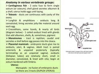 Anatomy in various vertebrate groups:
 Cartilaginous fish - 2 ostia fuse to form single
ostium (or osteum); shell gland secretes albumen &
a shell; uterus holds eggs until laying.
 Teleosts - ducts are continuous with cavity of the
ovary.
 Lungfish & amphibians - oviducts long &
convoluted; lining secretes jelly-like material around
each egg.
 Crocodilians, some lizards, & nearly all birds
(diagram below) - 1 coiled oviduct lined with glands
that add albumen, shells, &, sometimes, pigment
 Monotremes - tract is reptilian; caudal end
secretes a shell before egg passes into the cloaca.
 Placental mammals - embryonic ducts give rise to
oviducts, uteri, & vaginas. Adult tract is paired
anteriorly & unpaired posteriorly (typically
terminating as an unpaired vagina). oviducts
(fallopian tubes) are relatively short, small in
diameter, convoluted, & lined with cilia; begin at
ostium bordered with fimbria.
Uterus:
Marsupials - no fusion of embryonic ducts
so there are 2 tracts (DUPLEX UTERUS)
 