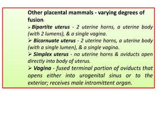 Other placental mammals - varying degrees of
fusion:
 Bipartite uterus - 2 uterine horns, a uterine body
(with 2 lumens), & a single vagina.
 Bicornuate uterus - 2 uterine horns, a uterine body
(with a single lumen), & a single vagina.
 Simplex uterus - no uterine horns & oviducts open
directly into body of uterus.
 Vagina - fused terminal portion of oviducts that
opens either into urogenital sinus or to the
exterior; receives male intromittent organ.
 