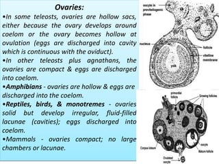 Ovaries:
•In some teleosts, ovaries are hollow sacs,
either because the ovary develops around
coelom or the ovary becomes hollow at
ovulation (eggs are discharged into cavity
which is continuous with the oviduct).
•In other teleosts plus agnathans, the
ovaries are compact & eggs are discharged
into coelom.
•Amphibians - ovaries are hollow & eggs are
discharged into the coelom.
•Reptiles, birds, & monotremes - ovaries
solid but develop irregular, fluid-filled
lacunae (cavities); eggs discharged into
coelom.
•Mammals - ovaries compact; no large
chambers or lacunae.
 