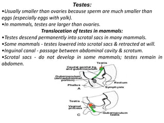 Testes:
•Usually smaller than ovaries because sperm are much smaller than
eggs (especially eggs with yolk).
•In mammals, testes are larger than ovaries.
Translocation of testes in mammals:
•Testes descend permanently into scrotal sacs in many mammals.
•Some mammals - testes lowered into scrotal sacs & retracted at will.
•Inguinal canal - passage between abdominal cavity & scrotum.
•Scrotal sacs - do not develop in some mammals; testes remain in
abdomen.
 