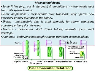Male genital ducts:
•Some fishes (e.g., gar & sturgeon) & amphibians - mesonephric duct
transmits sperm & urine.
•Some amphibians - mesonephric duct transports only sperm; new
accessory urinary duct drains the kidney.
•Sharks - mesonephric duct is used primarily for sperm transport;
accessory urinary duct develops.
•Teleosts - mesonephric duct drains kidney; separate sperm duct
develops.
•Amniotes - embryonic mesonephric ducts transport sperm in adults.
 