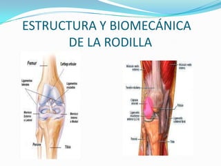 ESTRUCTURA Y BIOMECÁNICA
DE LA RODILLA

 