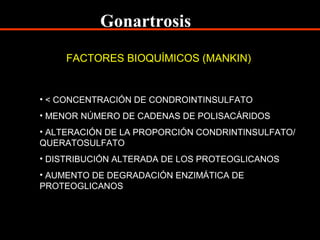 FACTORES BIOQUÍMICOS (MANKIN)
• < CONCENTRACIÓN DE CONDROINTINSULFATO
• MENOR NÚMERO DE CADENAS DE POLISACÁRIDOS
• ALTERACIÓN DE LA PROPORCIÓN CONDRINTINSULFATO/
QUERATOSULFATO
• DISTRIBUCIÓN ALTERADA DE LOS PROTEOGLICANOS
• AUMENTO DE DEGRADACIÓN ENZIMÁTICA DE
PROTEOGLICANOS
Gonartrosis
 