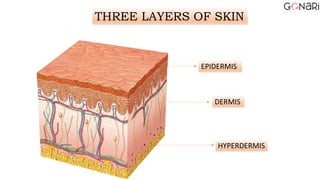 THREE LAYERS OF SKIN
EPIDERMIS
DERMIS
HYPERDERMIS
 