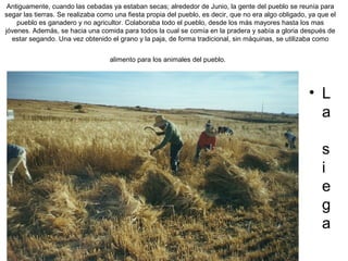 Antiguamente, cuando las cebadas ya estaban secas; alrededor de Junio, la gente del pueblo se reunía para
segar las tierras. Se realizaba como una fiesta propia del pueblo, es decir, que no era algo obligado, ya que el
pueblo es ganadero y no agricultor. Colaboraba todo el pueblo, desde los más mayores hasta los mas
jóvenes. Además, se hacia una comida para todos la cual se comía en la pradera y sabía a gloria después de
estar segando. Una vez obtenido el grano y la paja, de forma tradicional, sin máquinas, se utilizaba como
alimento para los animales del pueblo.

• L
a
s
i
e
g
a

 
