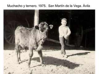 Muchacho y ternero. 1975. San Martín de la Vega. Ávila

 