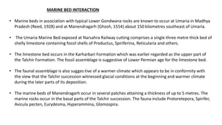 MARINE BED INTERACTION
• Marine beds in association with typical Lower Gondwana rocks are known to occur at Umaria in Madhya
Pradesh (Reed, 1928) and at Manendragarh (Ghosh, 1554) about 150 kilometres southeast of Umaria.
• The Umaria Marine Bed exposed at Narsahra Railway cutting comprises a single three metre thick bed of
shelly limestone containing fossil shells of Productus, Spiriferina, Reticularia and others.
• The limestone bed occurs in the Karharbari Formation which was earlier regarded as the upper part of
the Talchir Formation. The fossil assemblage is suggestive of Lower Permian age for the limestone bed.
• The faunal assemblage is also sugges tive of a warmer climate which appears to be in conformity with
the view that the Talchir succession witnessed glacial conditions at the beginning and warmer climate
during the later parts of its deposition.
• The marine beds of Manendragarh occur in several patches attaining a thickness of up to 5 metres. The
marine rocks occur in the basal parts of the Talchir succession. The fauna include Protoretepora, Spirifer,
Avicula pecten, Eurydesma, Hyperammina, Glomospira.
 