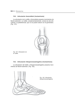 GONIOMETRÍA9 2
19.2. Articulación femorotibial (trocleartrosis)
La articulación de la rodilla o femorotibial presenta movimientos de
flexión-extensión. La rodilla, complementariamente, consta de otra arti-
culación, la patelofemoral, que no se puede evaluar con el goniómetro.
(Fig. 101).
Fig. 101: Articulación de
la rodilla.
19.3. Articulación tibioperoneoastragalina (trocleartrosis)
La articulación del tobillo o tibioperoneoastragalina presenta movi-
mientos de flexión-extensión. (Fig. 102).
Fig. 102: Articulación
tibioperoneoastragalina.
 