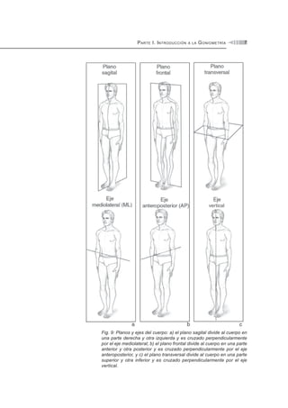 PARTE I. INTRODUCCIÓN A LA GONIOMETRÍA 7
Fig. 9: Planos y ejes del cuerpo: a) el plano sagital divide al cuerpo en
una parte derecha y otra izquierda y es cruzado perpendicularmente
por el eje mediolateral; b) el plano frontal divide al cuerpo en una parte
anterior y otra posterior y es cruzado perpendicularmente por el eje
anteroposterior, y c) el plano transversal divide al cuerpo en una parte
superior y otra inferior y es cruzado perpendicularmente por el eje
vertical.
 