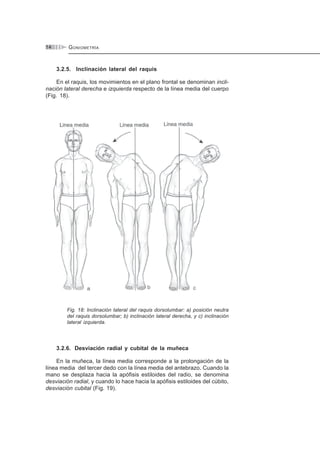 GONIOMETRÍA14
3.2.5. Inclinación lateral del raquis
En el raquis, los movimientos en el plano frontal se denominan incli-
nación lateral derecha e izquierda respecto de la línea media del cuerpo
(Fig. 18).
Fig. 18: Inclinación lateral del raquis dorsolumbar: a) posición neutra
del raquis dorsolumbar; b) inclinación lateral derecha, y c) inclinación
lateral izquierda.
3.2.6. Desviación radial y cubital de la muñeca
En la muñeca, la línea media corresponde a la prolongación de la
línea media del tercer dedo con la línea media del antebrazo. Cuando la
mano se desplaza hacia la apófisis estiloides del radio, se denomina
desviación radial, y cuando lo hace hacia la apófisis estiloides del cúbito,
desviación cubital (Fig. 19).
 