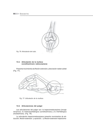 GONIOMETRÍA66
Fig. 76: Articulación del codo.
13.3. Articulación de la muñeca
(condiloartrosis radiocarpiana)
Presenta movimientos de flexión-extensión y desviación radial-cubital
(Fig. 77).
Fig. 77: Articulación de la muñeca.
13.4. Articulaciones del pulgar
Las articulaciones del pulgar son: la trapeciometacarpiana (encaje
recíproco), la metacarpofalángica (condiloartrosis) y la interfalángica
(trocleartrosis). (Fig. 78).
La articulación trapeciometacarpiana presenta movimientos de ab-
ducción, flexión-extensión y oposición. La flexión-extensión trapeciome-
 