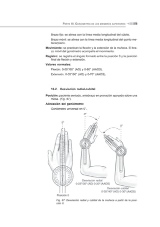 PARTE III. GONIOMETRÍA DE LOS MIEMBROS SUPERIORES 75
Brazo fijo: se alinea con la línea media longitudinal del cúbito.
Brazo móvil: se alinea con la línea media longitudinal del quinto me-
tacarpiano.
Movimiento: se practican la flexión y la extensión de la muñeca. El bra-
zo móvil del goniómetro acompaña el movimiento.
Registro: se registra el ángulo formado entre la posición 0 y la posición
final de flexión y extensión.
Valores normales:
Flexión: 0-50°/60° (AO) y 0-80° (AAOS).
Extensión: 0-35°/60° (AO) y 0-70° (AAOS).
16.2. Desviación radial-cubital
Posición: paciente sentado, antebrazo en pronación apoyado sobre una
mesa. (Fig. 87).
Alineación del goniómetro:
Goniómetro universal en 0°.
Fig. 87: Desviación radial y cubital de la muñeca a partir de la posi-
ción 0.
 