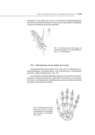 P ARTE III. G ONIOMETRÍA

DE LOS MIEMBROS SUPERIORES

67

tacarpiana no se explora de rutina. La articulación metacarpofalángica
solo tiene movimiento de flexión en tanto que la articulación interfalángica tiene movimientos de flexión-extensión.

Fig. 78: Articulaciones del pulgar: a)
carpometacarpiana; b) metacarpofalángica, y c) interfalángica.

13.5. Articulaciones de los dedos de la mano
Las articulaciones de los dedos de la mano son: la articulación metacarpofalángica (condiloartrosis) y las articulaciones interfalángica
proximal y distal (trocleartrosis). (Fig. 79).
La articulación metacarpofalángica presenta movimientos de flexiónextensión y abducción-aducción, este último movimiento no se explora
de rutina. Las articulaciones interfalángicas proximal y distal únicamente
presentan movimientos de flexión.

Fig. 79: Articulaciones de los
dedos de la mano: a) metacarpofalángica; b) interfalángica proximal, y c) interfalángica distal.

 