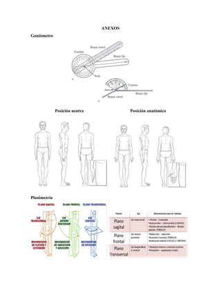 ANEXOS
Goniómetro
Posición neutra Posición anatómica
Planimetria
 