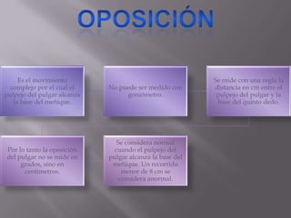 Es el movimiento
complejo por el cual el
pulpejo del pulgar alcanza
la base del meñique.
No puede ser medido con
goniómetro.
Se mide con una regla la
distancia en cm entre el
pulpejo del pulgar y la
base del quinto dedo.
Por lo tanto la oposición
del pulgar no se mide en
grados, sino en
centímetros.
Se considera normal
cuando el pulpejo del
pulgar alcanza la base del
meñique. Un recorrido
menor de 8 cm se
considera anormal.
 