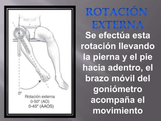 Se efectúa esta
rotación llevando
la pierna y el pie
hacia adentro, el
brazo móvil del
goniómetro
acompaña el
movimiento
 