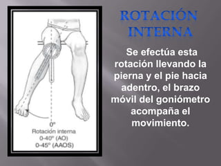 Se efectúa esta
rotación llevando la
pierna y el pie hacia
adentro, el brazo
móvil del goniómetro
acompaña el
movimiento.
 