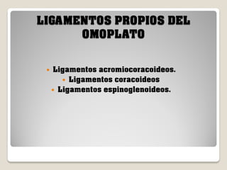 LIGAMENTOS PROPIOS DEL
OMOPLATO


Ligamentos acromiocoracoideos.
 Ligamentos coracoideos
 Ligamentos espinoglenoideos.

 