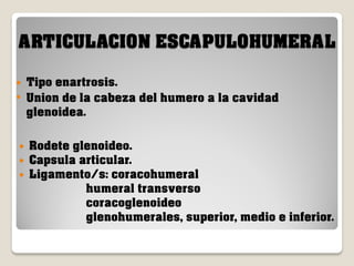 ARTICULACION ESCAPULOHUMERAL
Tipo enartrosis.
• Union de la cabeza del humero a la cavidad
glenoidea.






Rodete glenoideo.
Capsula articular.
Ligamento/s: coracohumeral
humeral transverso
coracoglenoideo
glenohumerales, superior, medio e inferior.

 