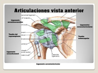 Articulaciones vista anterior
Ligamento
acromiocoracoideo
Ligamentos
coracoclaviculares

Tendón del
supraespinoso

Tendón
subescapular

Ligamento
coracohumeral

Ligamento acromioclavicular

 