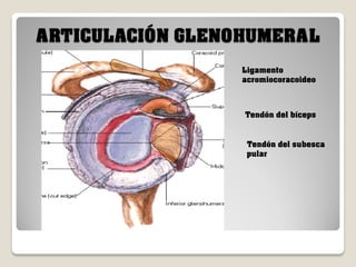 ARTICULACIÓN GLENOHUMERAL
Ligamento
acromiocoracoideo

Tendón del bíceps

Tendón del subesca
pular

 