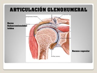 ARTICULACIÓN GLENOHUMERAL
Bursa
Subacromiosubdel
toidea

Receso capsular

 