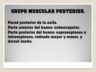 GRUPO MUSCULAR POSTERIOR.
Pared posterior de la axila.
 Parte anterior del hueso: subescapular.
 Parte posterior del hueso: supraespinoso e
infraespinoso, redondo mayor y menor, y
dorsal ancho.


 