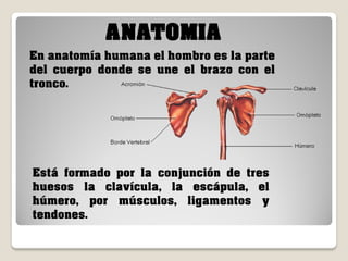 ANATOMIA
En anatomía humana el hombro es la parte
del cuerpo donde se une el brazo con el
tronco.

Está formado por la conjunción de tres
huesos la clavícula, la escápula, el
húmero, por músculos, ligamentos y
tendones.

 