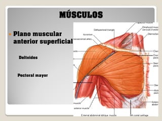 MÚSCULOS


Plano muscular
anterior superficial
Deltoides

Pectoral mayor

 