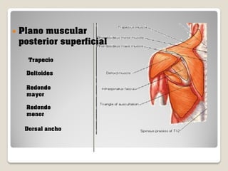 

Plano muscular
posterior superficial
Trapecio
Deltoides
Redondo
mayor
Redondo
menor
Dorsal ancho

 