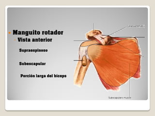 

Manguito rotador
◦ Vista anterior
Supraespinoso
Subescapular
Porción larga del bíceps

 